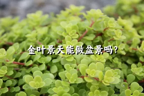 金叶景天能做盆景吗？