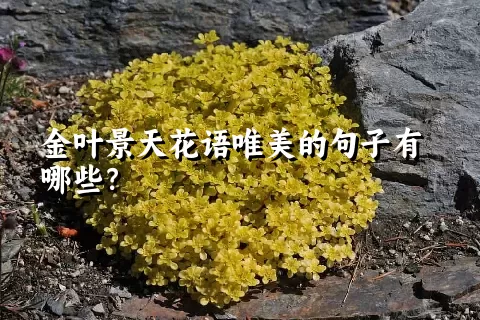 金叶景天花语唯美的句子有哪些？