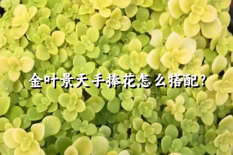 金叶景天手捧花怎么搭配？