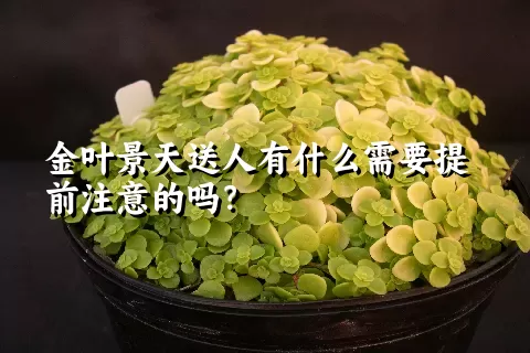 金叶景天送人有什么需要提前注意的吗？