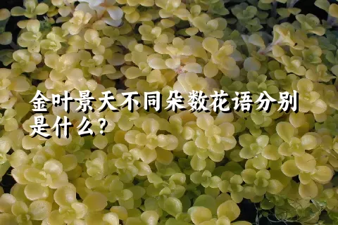 金叶景天不同朵数花语分别是什么？