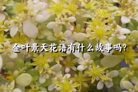 金叶景天花语有什么故事吗？