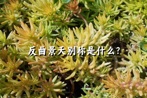 反曲景天别称是什么？