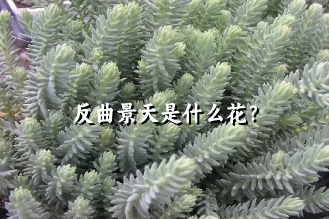 反曲景天是什么花？