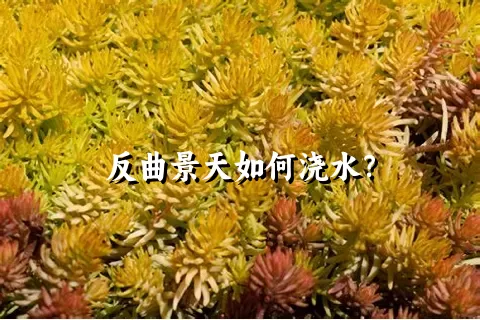 反曲景天如何浇水？