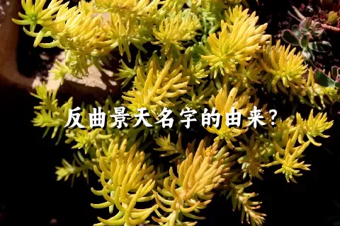 反曲景天名字的由来？