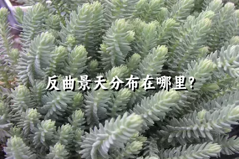 反曲景天分布在哪里?