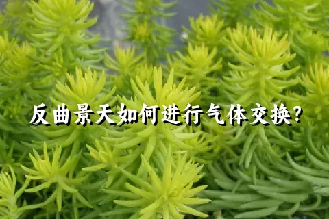 反曲景天如何进行气体交换？