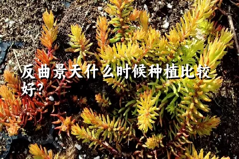 反曲景天什么时候种植比较好？