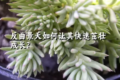 反曲景天如何让其快速茁壮成长？