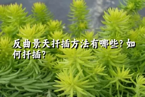 反曲景天扦插方法有哪些？如何扦插？