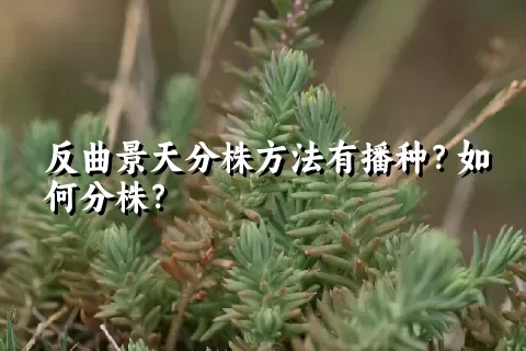 反曲景天分株方法有播种？如何分株？