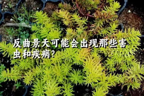 反曲景天可能会出现那些害虫和疾病？