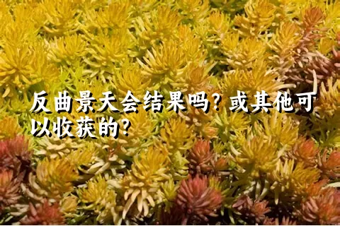 反曲景天会结果吗？或其他可以收获的？