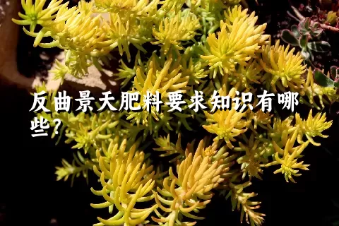 反曲景天肥料要求知识有哪些？