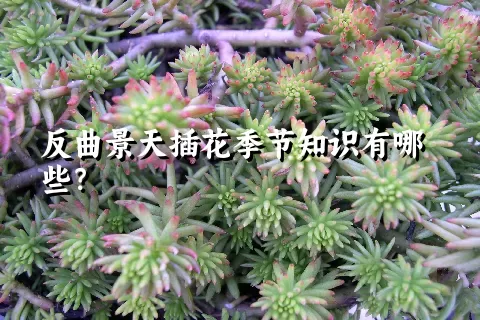 反曲景天插花季节知识有哪些？