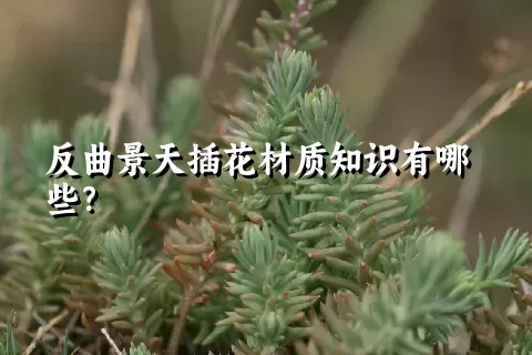 反曲景天插花材质知识有哪些？