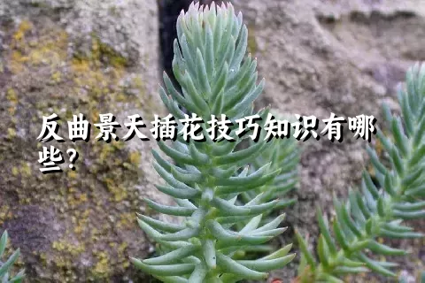 反曲景天插花技巧知识有哪些？