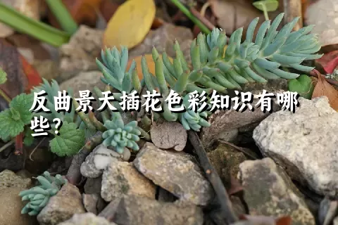 反曲景天插花色彩知识有哪些？