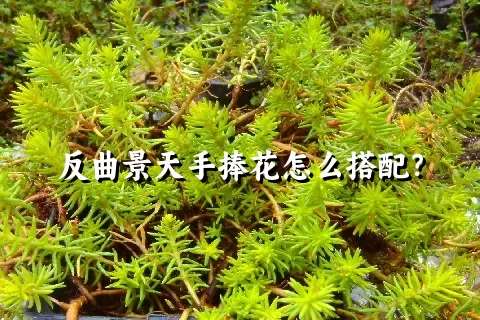 反曲景天手捧花怎么搭配？