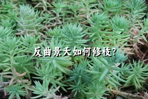 反曲景天如何修枝？