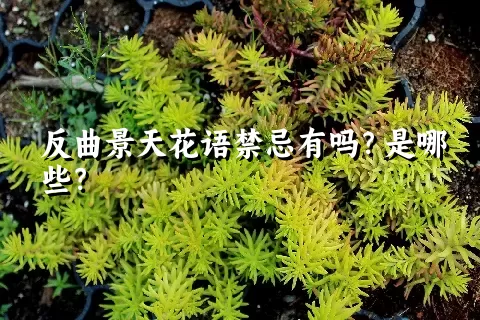 反曲景天花语禁忌有吗？是哪些？