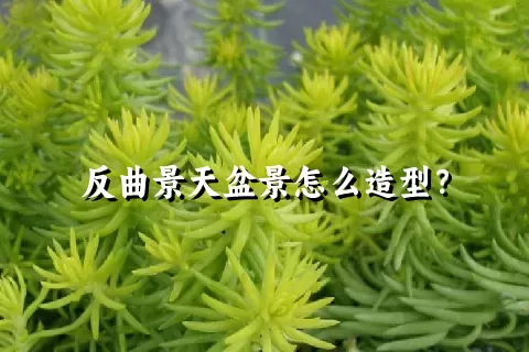 反曲景天盆景怎么造型？