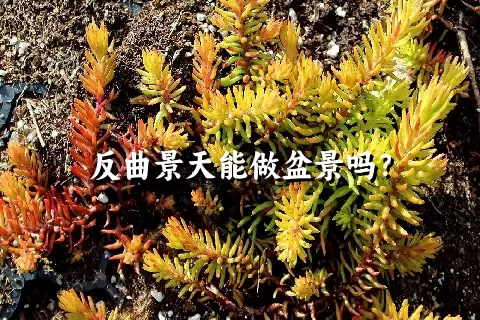 反曲景天能做盆景吗？