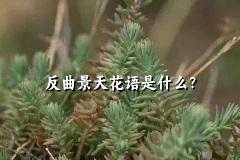 反曲景天花语是什么？