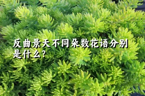 反曲景天不同朵数花语分别是什么？