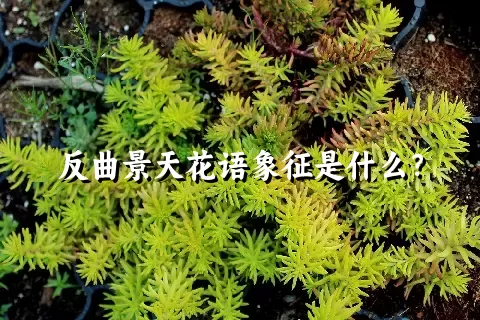 反曲景天花语象征是什么？