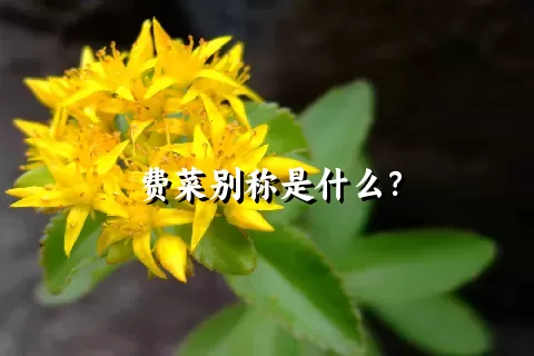 费菜别称是什么？