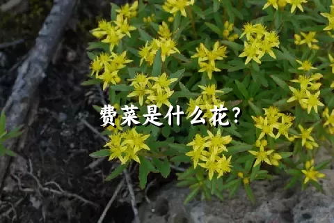 费菜是什么花？