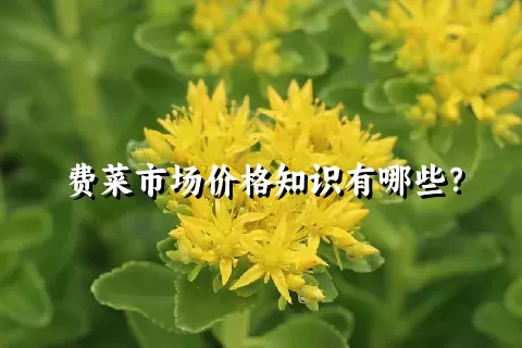 费菜市场价格知识有哪些？