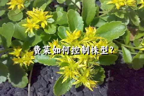 费菜如何控制株型？