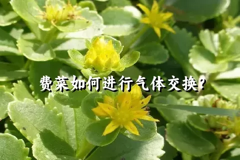 费菜如何进行气体交换？