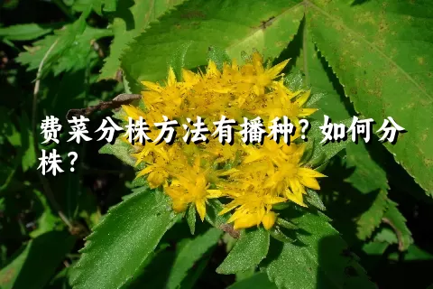 费菜分株方法有播种？如何分株？