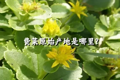 费菜原始产地是哪里？