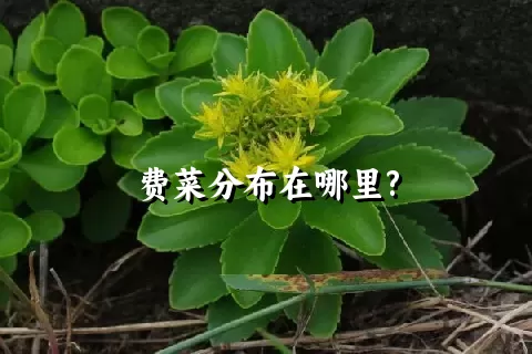 费菜分布在哪里?