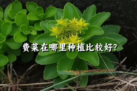 费菜在哪里种植比较好？