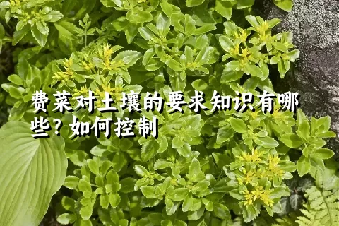 费菜对土壤的要求知识有哪些？如何控制