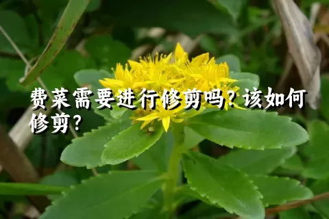 费菜需要进行修剪吗？该如何修剪？