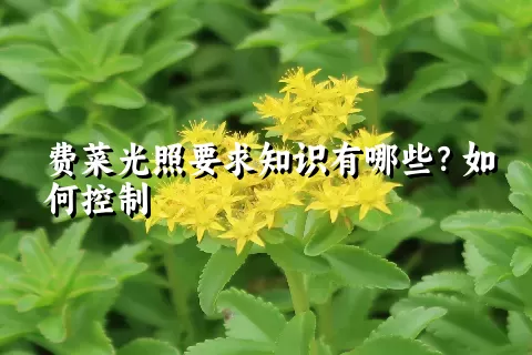 费菜光照要求知识有哪些？如何控制