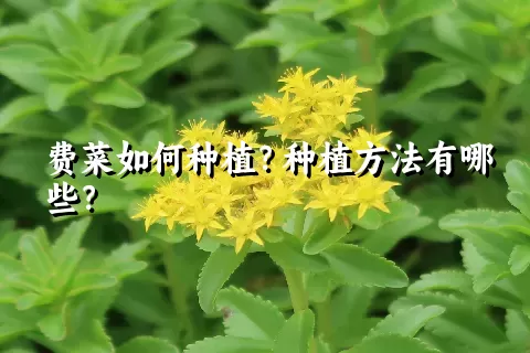 费菜如何种植？种植方法有哪些？