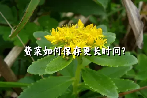 费菜如何保存更长时间？