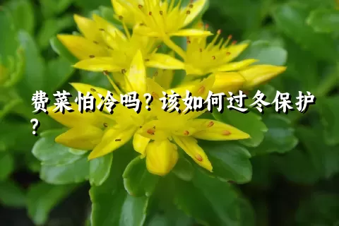 费菜怕冷吗？该如何过冬保护？