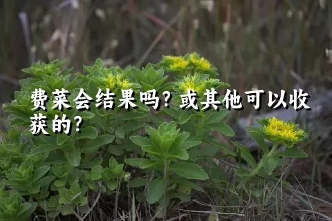 费菜会结果吗？或其他可以收获的？