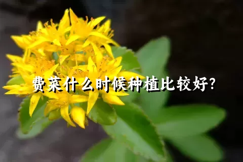 费菜什么时候种植比较好？