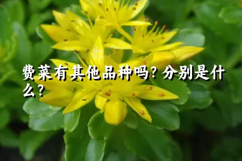 费菜有其他品种吗？分别是什么？