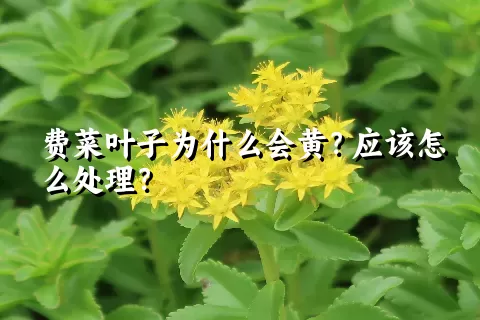 费菜叶子为什么会黄？应该怎么处理？